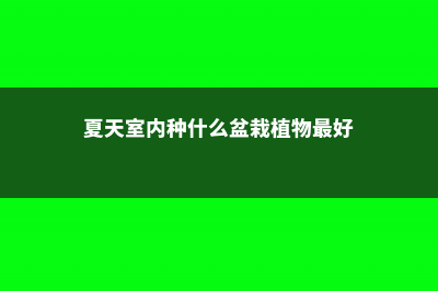 夏天室内合理养花促健康 (夏天室内种什么盆栽植物最好)