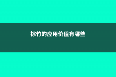 棕竹的应用价值 (棕竹的应用价值有哪些)