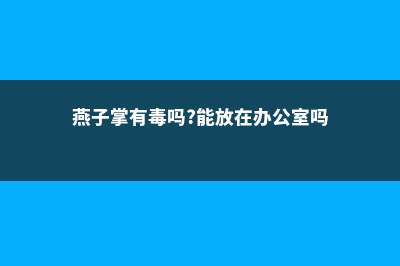 燕子掌有毒吗 (燕子掌有毒吗?能放在办公室吗?)