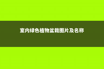 常见室内緑色植物的强大功效 (室内绿色植物盆栽图片及名称)