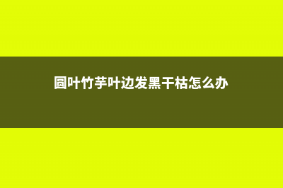 圆叶竹芋有什么作用 (圆叶竹芋叶边发黑干枯怎么办)