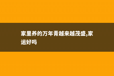 家里养万年青的好处有哪些 (家里养的万年青越来越茂盛,家运好吗)