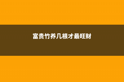 富贵竹可以放在卧室吗 (富贵竹养几根才最旺财)