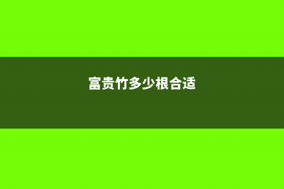 富贵竹多少根招财 (富贵竹多少根合适)