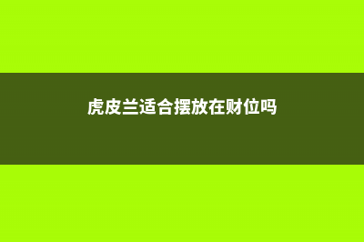 虎皮兰适合摆放在什么位置 (虎皮兰适合摆放在财位吗)