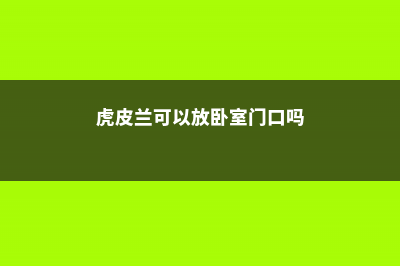 虎皮兰可以放卧室吗 (虎皮兰可以放卧室门口吗)