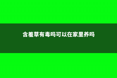 含羞草有毒吗 (含羞草有毒吗可以在家里养吗)