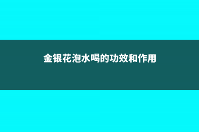 金银花泡水喝的九大禁忌 (金银花泡水喝的功效和作用)