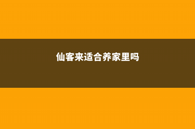 仙客来对家居环境的影响 (仙客来适合养家里吗)