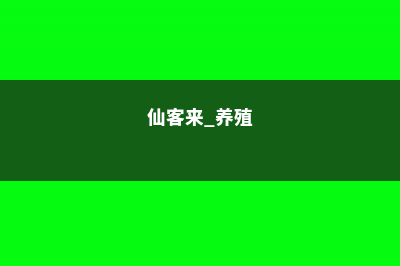 家庭养殖仙客来有什么好处 (仙客来 养殖)