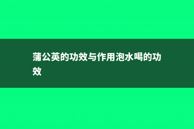 蒲公英的功效与作用及食用方法 (蒲公英的功效与作用泡水喝的功效)