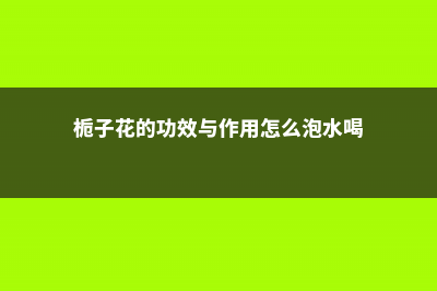 栀子花的功效与作用 (栀子花的功效与作用怎么泡水喝)