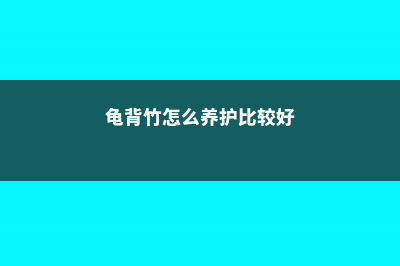 龟背竹怎么养护 (龟背竹怎么养护比较好)