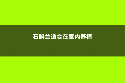 石斛兰适合在室内种植吗 (石斛兰适合在室内养植)