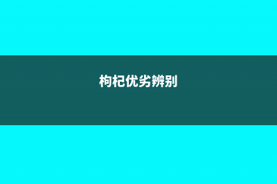 枸杞如何辨别优劣 (枸杞优劣辨别)