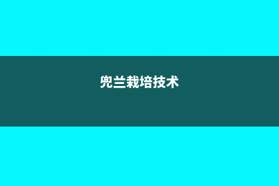 兜兰在室内种植对人体有害吗 (兜兰栽培技术)