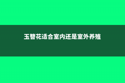 玉簪花适合室内养吗 (玉簪花适合室内还是室外养殖)