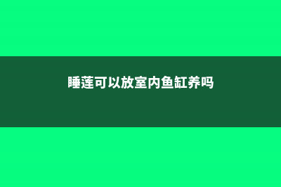 睡莲可以放室内吗 (睡莲可以放室内鱼缸养吗)