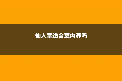 仙人掌适合在室内种植吗 (仙人掌适合室内养吗)