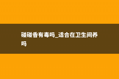 碰碰香有毒吗 (碰碰香有毒吗 适合在卫生间养吗)