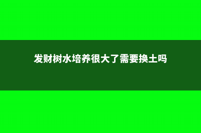 发财树能水培养吗，有黄叶了怎么办 (发财树水培养很大了需要换土吗)