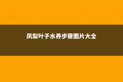 凤梨叶子可以水培吗 (凤梨叶子水养步骤图片大全)