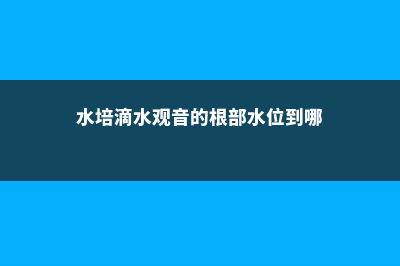 水培滴水观音的养殖方法 (水培滴水观音的根部水位到哪)