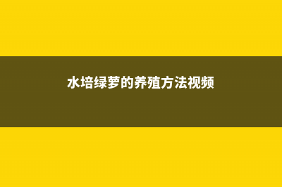 水培绿萝的养殖方法和注意事项 (水培绿萝的养殖方法视频)