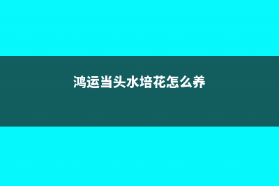 水培鸿运当头怎么养 (鸿运当头水培花怎么养)