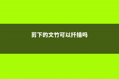 剪下的文竹可以水培吗，怎样插活？ (剪下的文竹可以扦插吗)