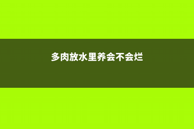 他把多肉丢水里，竟然砰砰爆盆，比露养的还厉害！ (多肉放水里养会不会烂)