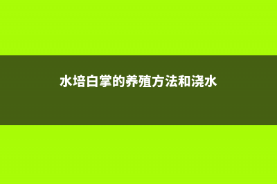 水培白掌的养殖方法和注意事项 (水培白掌的养殖方法和浇水)