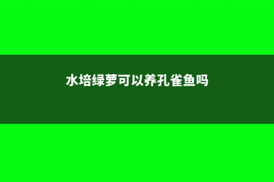 水培绿萝可以养鱼吗 (水培绿萝可以养孔雀鱼吗)