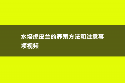 水培虎皮兰的养殖方法和注意事项 (水培虎皮兰的养殖方法和注意事项视频)