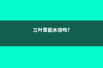 三叶草能水培吗 (三叶草能水培吗?)