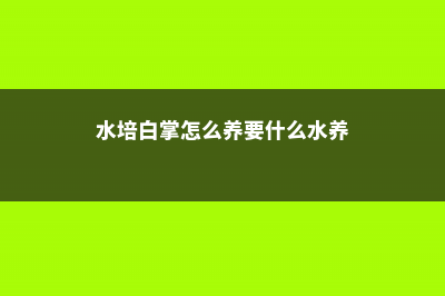 水培白掌怎么养 (水培白掌怎么养要什么水养)