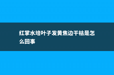 水培红掌叶子长黑斑怎么办 (红掌水培叶子发黄焦边干枯是怎么回事)