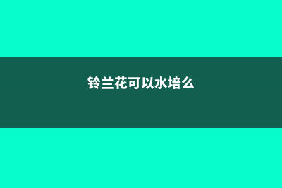 铃兰花可以水培吗？ (铃兰花可以水培么)