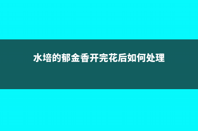 水培的郁金香开花后怎么办 (水培的郁金香开完花后如何处理)