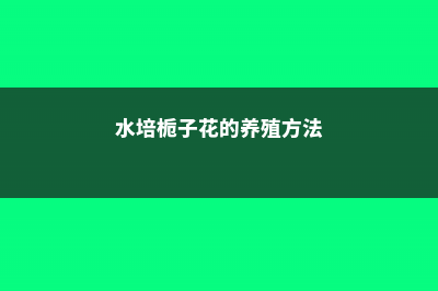 水培栀子花的养殖方法及注意事项 (水培栀子花的养殖方法)