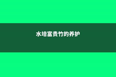 水培富贵竹的养殖方法及注意事项 (水培富贵竹的养护)