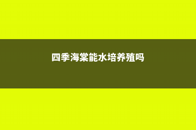 四季海棠能水培吗 (四季海棠能水培养殖吗)