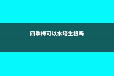 四季梅可以水培吗 (四季梅可以水培生根吗)