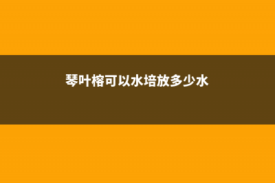 琴叶榕可以水培吗，这样养观赏效果更佳！ (琴叶榕可以水培放多少水)