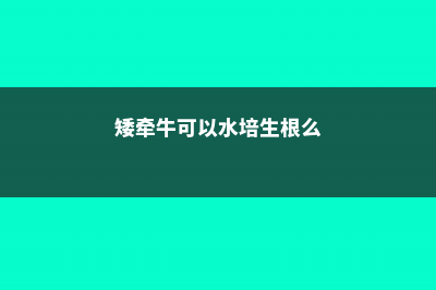 矮牵牛可以水培吗？ (矮牵牛可以水培生根么)