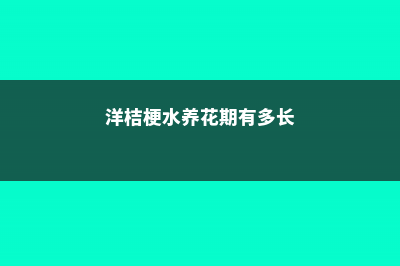 洋桔梗这样水养，又美又仙！ (洋桔梗水养花期有多长)