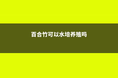 百合竹可以水培吗 (百合竹可以水培养殖吗)