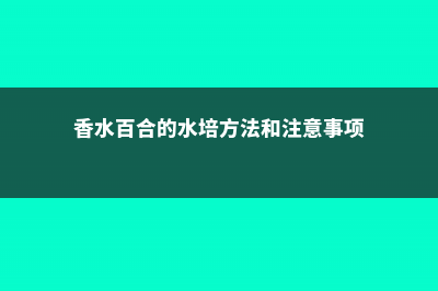 香水百合的水培方法 (香水百合的水培方法和注意事项)