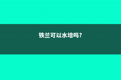 铁兰可以水培吗 (铁兰可以水培吗?)