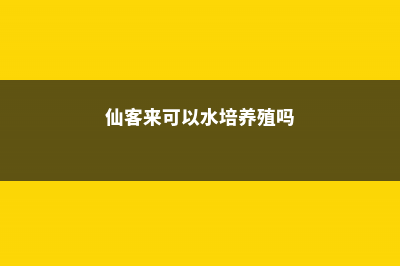 仙客来可以水培吗 (仙客来可以水培养殖吗)